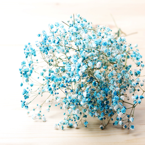 드라이플라워 - 네이비 블루 안개꽃