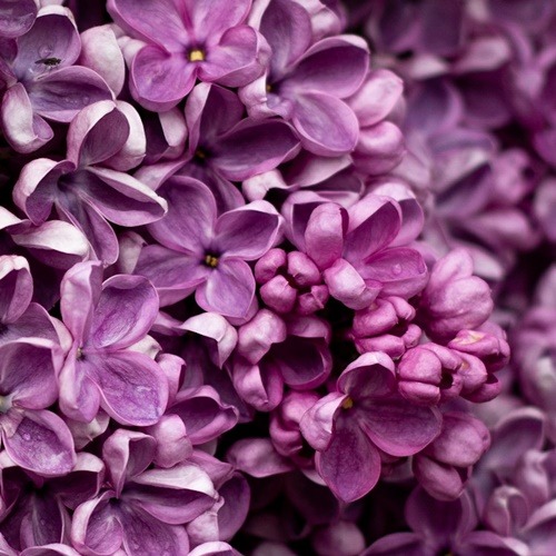 라일락 Lilac 프래그런스오일