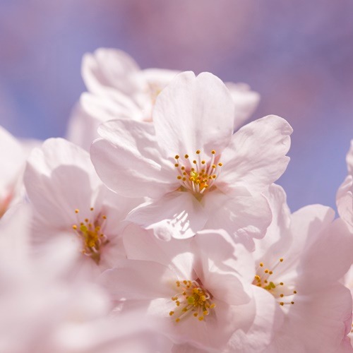 [AF] 체리블라썸 ( 알러지프리 ) Cherry Blossom