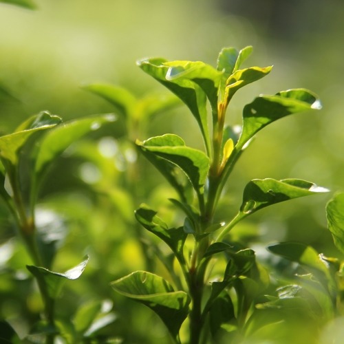 [AF] 그린티 ( 알러지프리 ) Green Tea