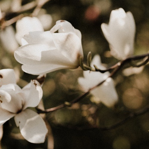 [AF] 매그놀리아 ( 알러지프리 ) Magnolia