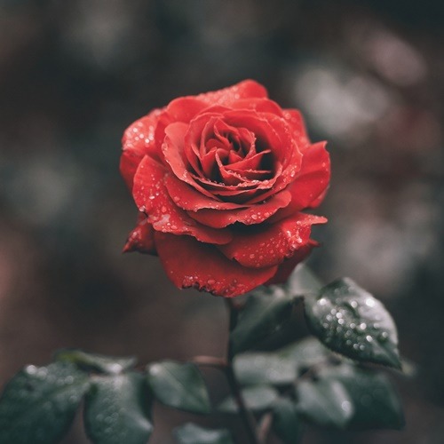 [AF] 로즈 ( 알러지프리 ) Rose